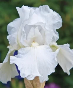 White Immortality German Bearded Iris Bulb - Reblooming Rhizome - Outdoor - Image 1