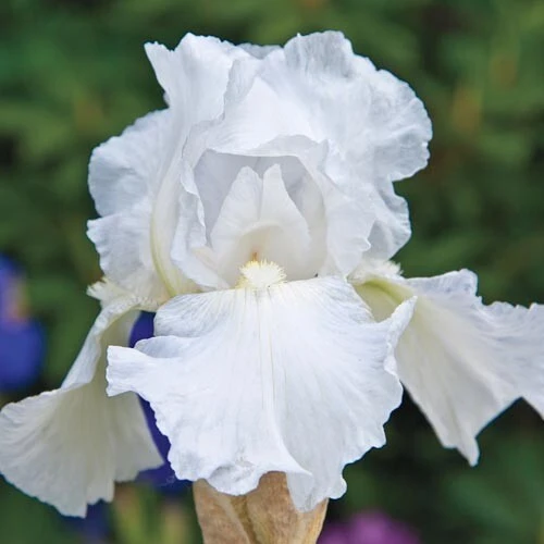 White Immortality German Bearded Iris Bulb - Reblooming Rhizome - Outdoor - Image 1