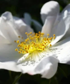 White Japanese Rose Seeds - Rosa Rugosa Alba - 10 Seeds - Fragrant White Flowers - Cold Hardy - Image 10
