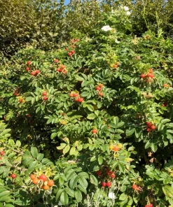 White Japanese Rose Seeds - Rosa Rugosa Alba - 10 Seeds - Fragrant White Flowers - Cold Hardy - Image 11