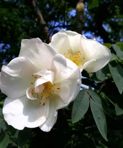 White Japanese Rose Seeds - Rosa Rugosa Alba - 10 Seeds - Fragrant White Flowers - Cold Hardy - Image 2