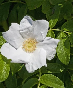 White Japanese Rose Seeds - Rosa Rugosa Alba - 10 Seeds - Fragrant White Flowers - Cold Hardy - Image 3