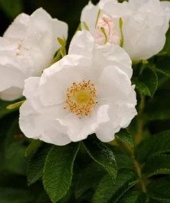 White Japanese Rose Seeds - Rosa Rugosa Alba - 10 Seeds - Fragrant White Flowers - Cold Hardy - Image 4