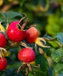 White Japanese Rose Seeds - Rosa Rugosa Alba - 10 Seeds - Fragrant White Flowers - Cold Hardy - Image 5