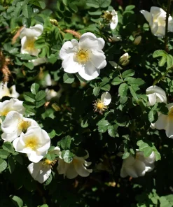 White Japanese Rose Seeds - Rosa Rugosa Alba - 10 Seeds - Fragrant White Flowers - Cold Hardy - Image 6