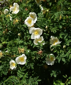White Japanese Rose Seeds - Rosa Rugosa Alba - 10 Seeds - Fragrant White Flowers - Cold Hardy - Image 7