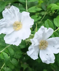 White Japanese Rose Seeds - Rosa Rugosa Alba - 10 Seeds - Fragrant White Flowers - Cold Hardy - Image 8