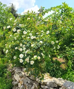 White Japanese Rose Seeds - Rosa Rugosa Alba - 10 Seeds - Fragrant White Flowers - Cold Hardy - Image 9