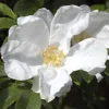 White Japanese Rose Seeds - Rosa Rugosa Alba - 10 Seeds - Fragrant White Flowers - Cold Hardy - Image 1