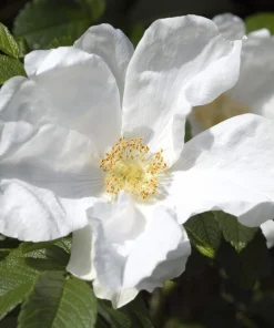 White Japanese Rose Seeds - Rosa Rugosa Alba - 10 Seeds - Fragrant White Flowers - Cold Hardy - Image 1
