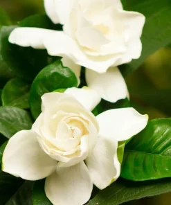 White Jasmine Gardenia Live Plant – Fragrant Double Flowers, 8-10 Inch Tall, 6 Inch Pot - Image 2