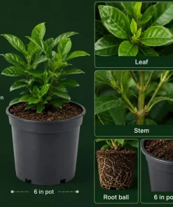White Jasmine Gardenia Live Plant – Fragrant Double Flowers, 8-10 Inch Tall, 6 Inch Pot - Image 3