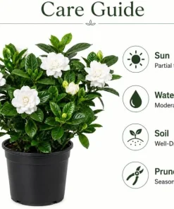White Jasmine Gardenia Live Plant – Fragrant Double Flowers, 8-10 Inch Tall, 6 Inch Pot - Image 4