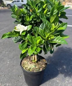 White Jasmine Gardenia Live Plant – Fragrant Double Flowers, 8-10 Inch Tall, 6 Inch Pot - Image 7