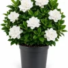 White Jasmine Gardenia Live Plant – Fragrant Double Flowers, 8-10 Inch Tall, 6 Inch Pot - Image 1