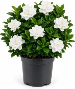 White Jasmine Gardenia Live Plant – Fragrant Double Flowers, 8-10 Inch Tall, 6 Inch Pot - Image 1