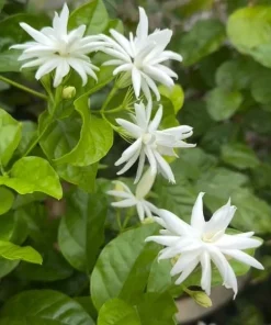 White Jasmine Live Plant – Fragrant Outdoor Garden Bush 4-6 Inch Tall - Image 2