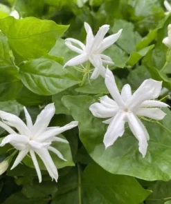 White Jasmine Live Plant – Fragrant Outdoor Garden Bush 4-6 Inch Tall - Image 3