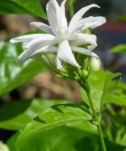 White Jasmine Live Plant – Fragrant Outdoor Garden Bush 4-6 Inch Tall - Image 4