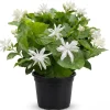 White Jasmine Live Plant – Fragrant Outdoor Garden Bush 4-6 Inch Tall - Image 1