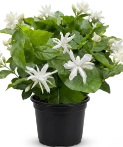 White Jasmine Live Plant – Fragrant Outdoor Garden Bush 4-6 Inch Tall - Image 1