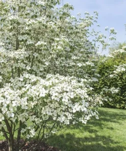 White Kousa Dogwood Tree Live Plant, 6-12