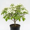 White Kousa Dogwood Tree Live Plant, 6-12" Tall, Quart Pot, Outdoor Ornamental - Image 1