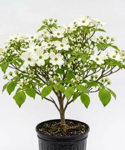 White Kousa Dogwood Tree Live Plant, 6-12" Tall, Quart Pot, Outdoor Ornamental - Image 1