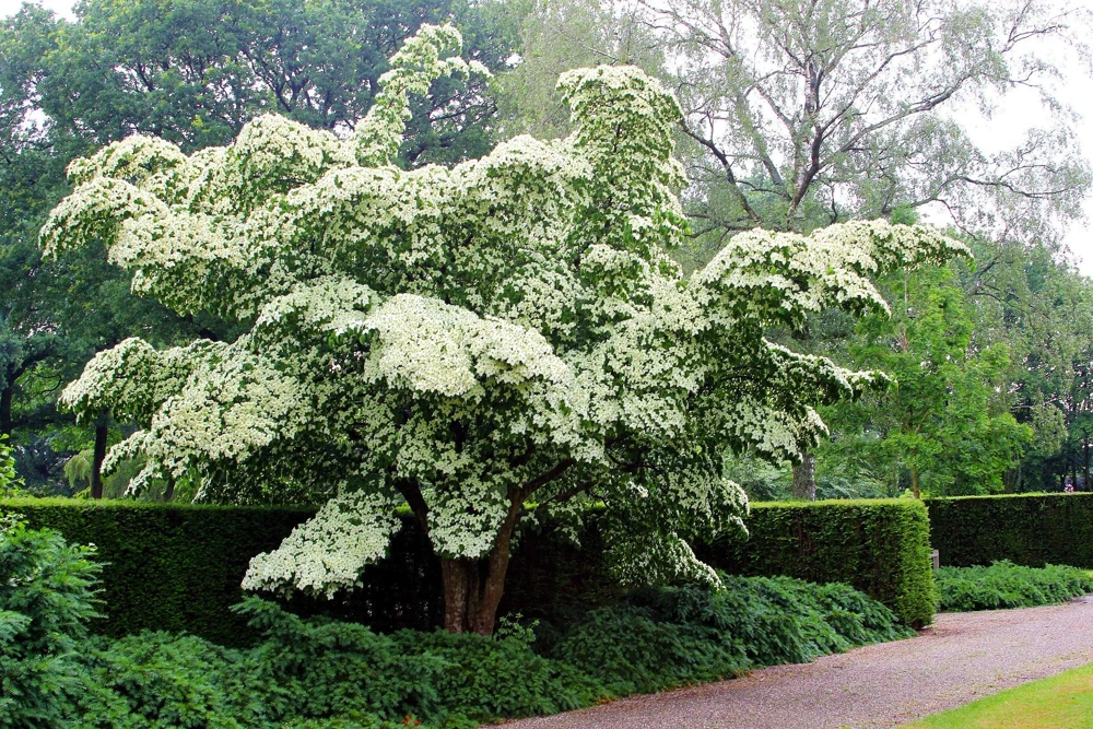 White Kousa Dogwood Tree Seeds - 5 Seeds - Flowering Cornus Kousa - Image 10