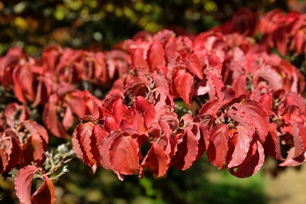 White Kousa Dogwood Tree Seeds - 5 Seeds - Flowering Cornus Kousa - Image 11