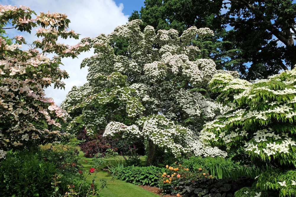 White Kousa Dogwood Tree Seeds - 5 Seeds - Flowering Cornus Kousa - Image 12