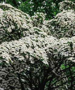 White Kousa Dogwood Tree Seeds - 5 Seeds - Flowering Cornus Kousa - Image 13