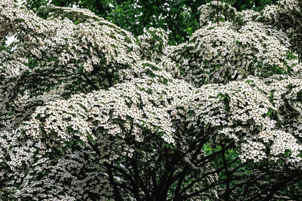 White Kousa Dogwood Tree Seeds - 5 Seeds - Flowering Cornus Kousa - Image 13