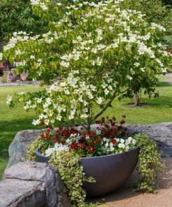 White Kousa Dogwood Tree Seeds - 5 Seeds - Flowering Cornus Kousa - Image 14