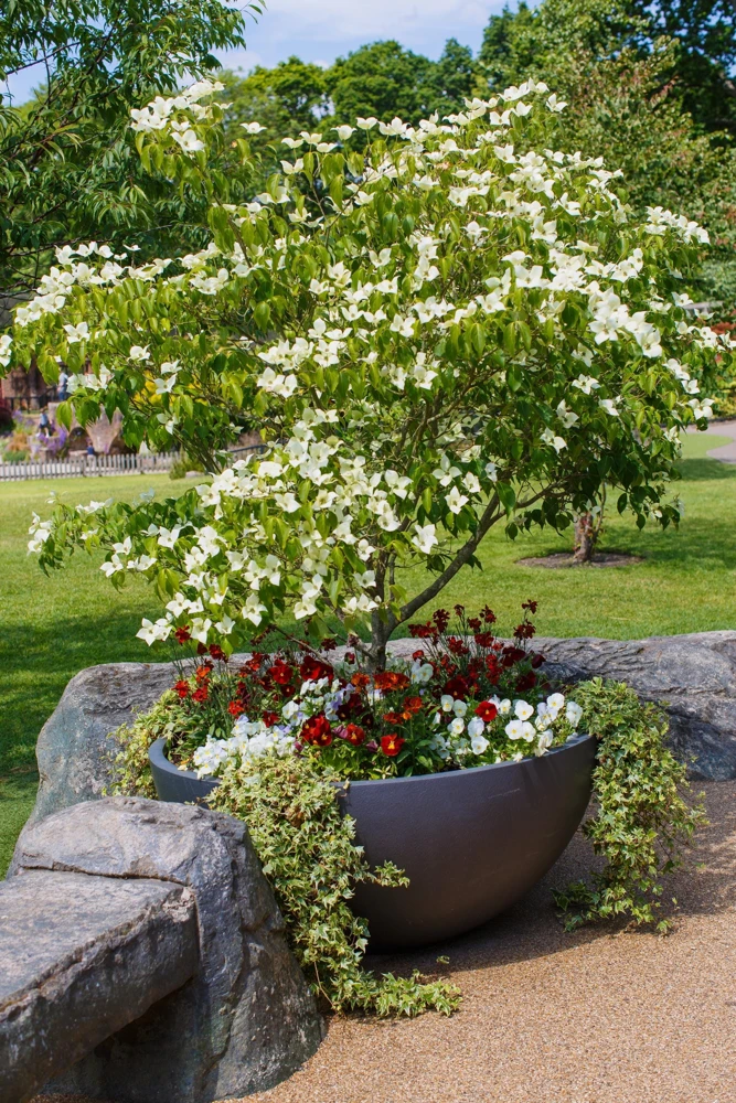 White Kousa Dogwood Tree Seeds - 5 Seeds - Flowering Cornus Kousa - Image 14