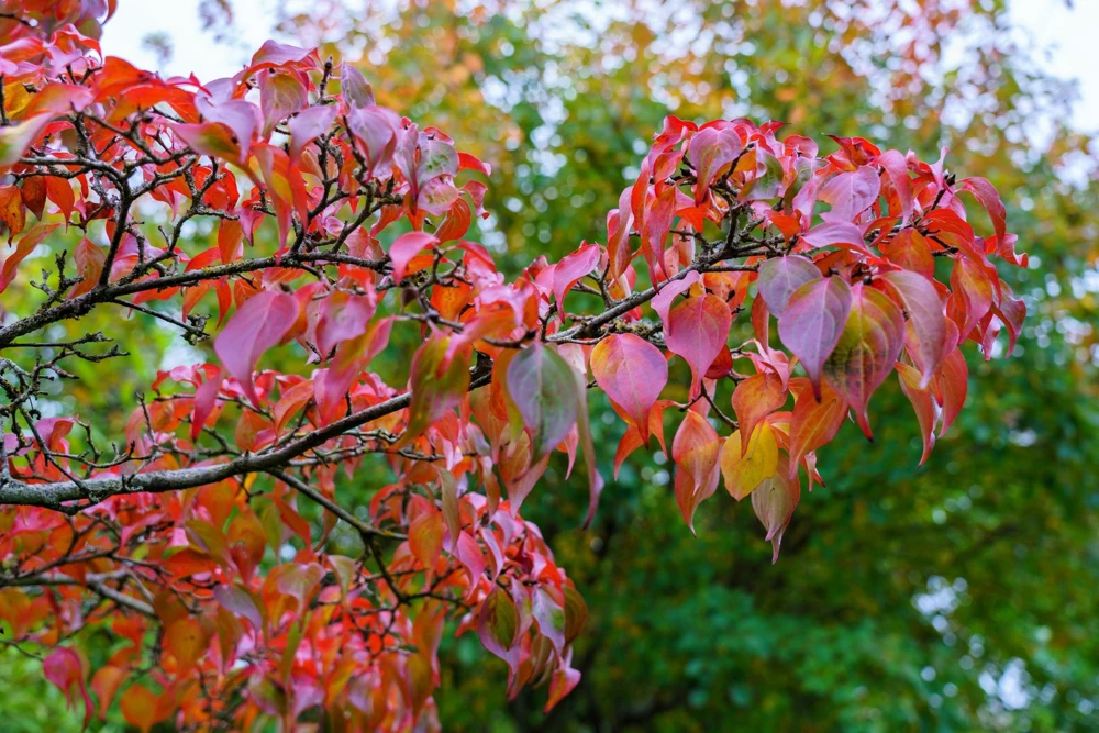White Kousa Dogwood Tree Seeds - 5 Seeds - Flowering Cornus Kousa - Image 15