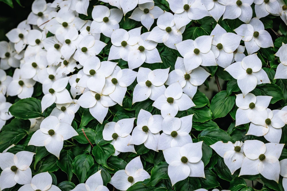 White Kousa Dogwood Tree Seeds - 5 Seeds - Flowering Cornus Kousa - Image 2