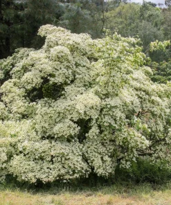 White Kousa Dogwood Tree Seeds - 5 Seeds - Flowering Cornus Kousa - Image 3