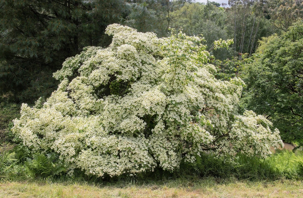 White Kousa Dogwood Tree Seeds - 5 Seeds - Flowering Cornus Kousa - Image 3