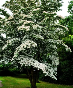 White Kousa Dogwood Tree Seeds - 5 Seeds - Flowering Cornus Kousa - Image 4