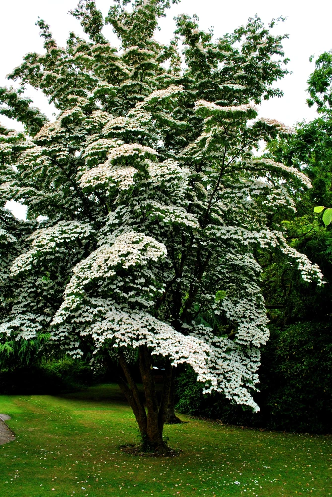 White Kousa Dogwood Tree Seeds - 5 Seeds - Flowering Cornus Kousa - Image 4