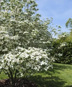 White Kousa Dogwood Tree Seeds - 5 Seeds - Flowering Cornus Kousa - Image 5