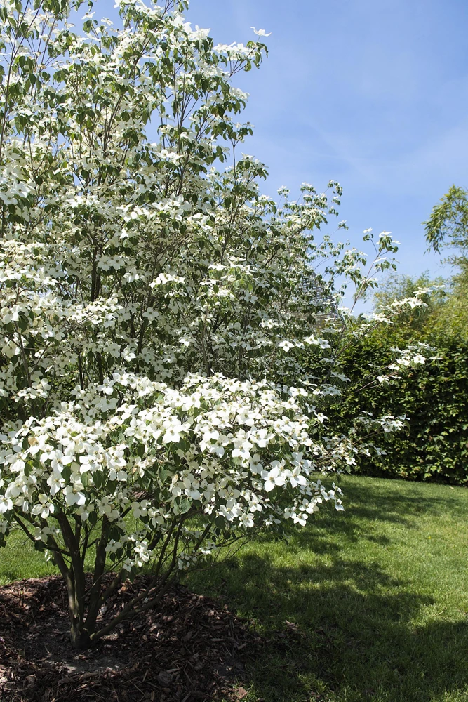 White Kousa Dogwood Tree Seeds - 5 Seeds - Flowering Cornus Kousa - Image 5