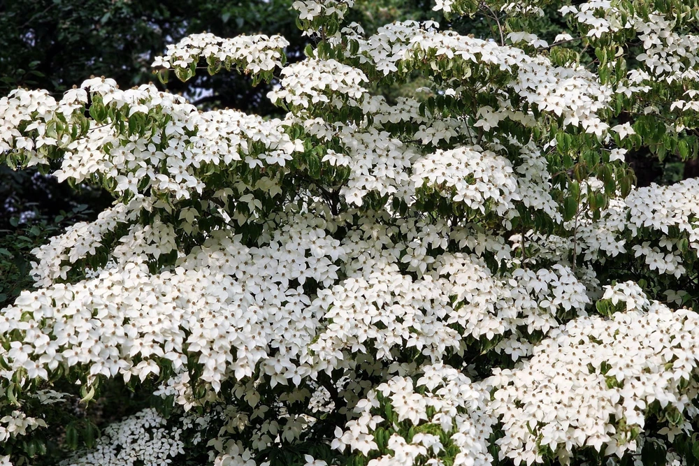 White Kousa Dogwood Tree Seeds - 5 Seeds - Flowering Cornus Kousa - Image 6