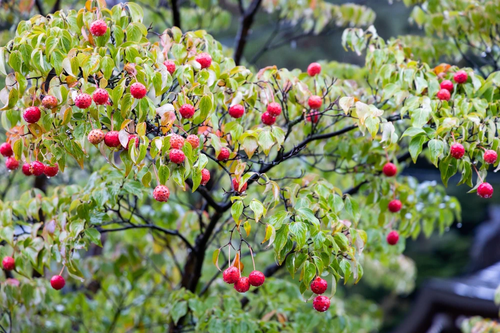 White Kousa Dogwood Tree Seeds - 5 Seeds - Flowering Cornus Kousa - Image 7