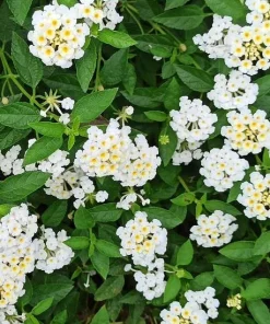 White Lantana Live Plant - Fragrant Perennial Flowers for Home Garden, 4-6 Inch Tall - Image 2