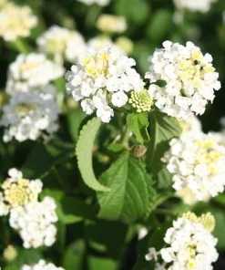 White Lantana Live Plant - Fragrant Perennial Flowers for Home Garden, 4-6 Inch Tall - Image 3