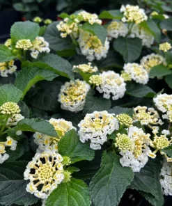 White Lantana Live Plant - Fragrant Perennial Flowers for Home Garden, 4-6 Inch Tall - Image 4