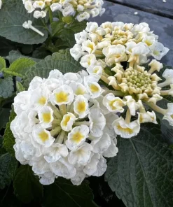 White Lantana Live Plant - Fragrant Perennial Flowers for Home Garden, 4-6 Inch Tall - Image 5