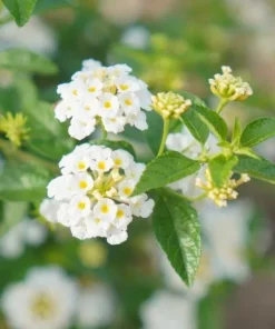 White Lantana Live Plant - Fragrant Perennial Flowers for Home Garden, 4-6 Inch Tall - Image 6